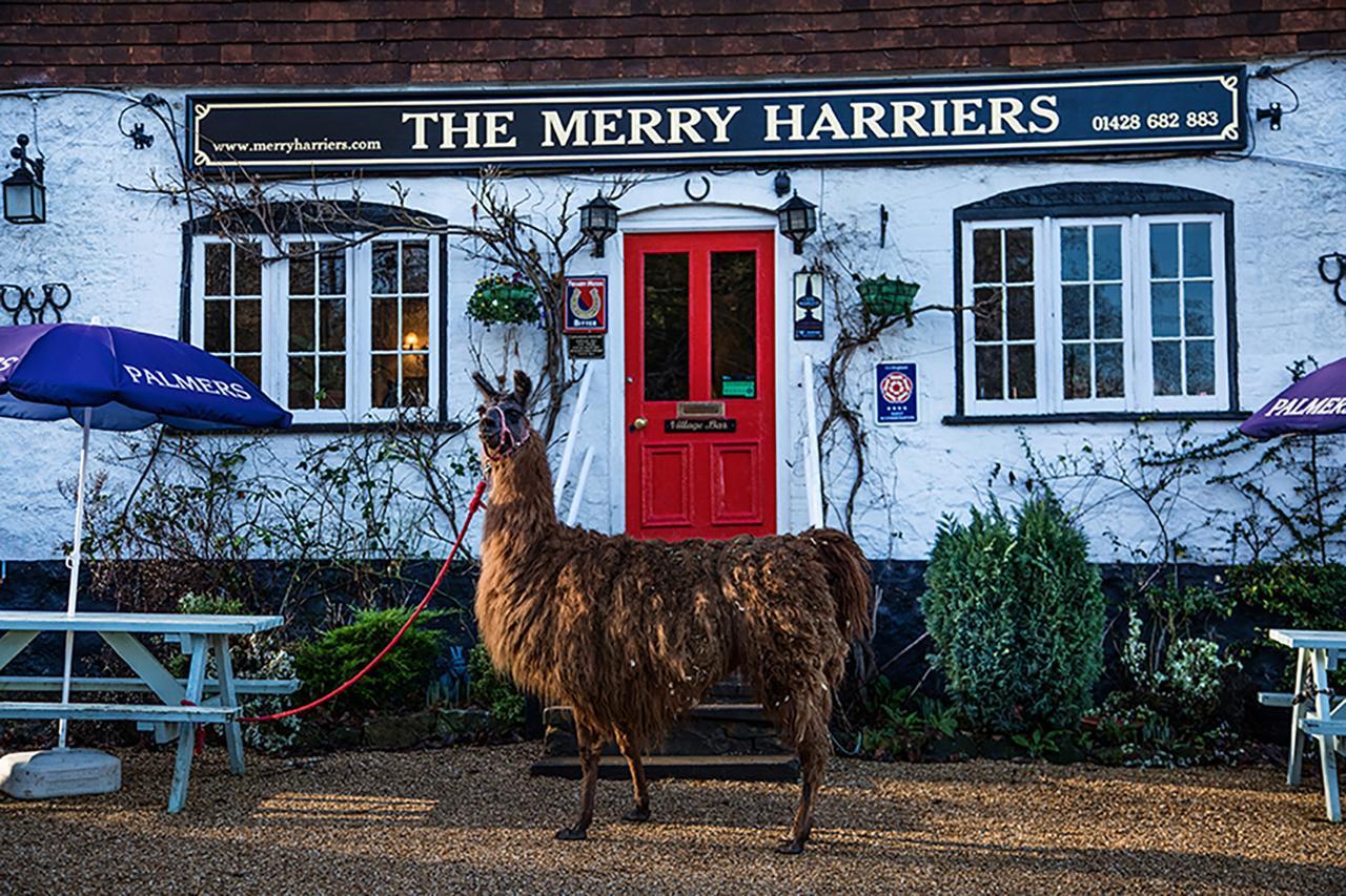 The Merry Harriers Bed & Breakfast Годалминг Екстериор снимка